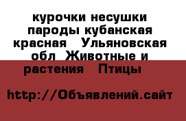 курочки несушки пароды кубанская красная - Ульяновская обл. Животные и растения » Птицы   